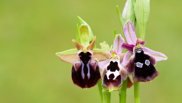 À la découverte des orchidées